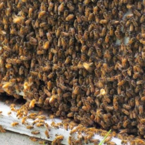 Wintertime and Bees